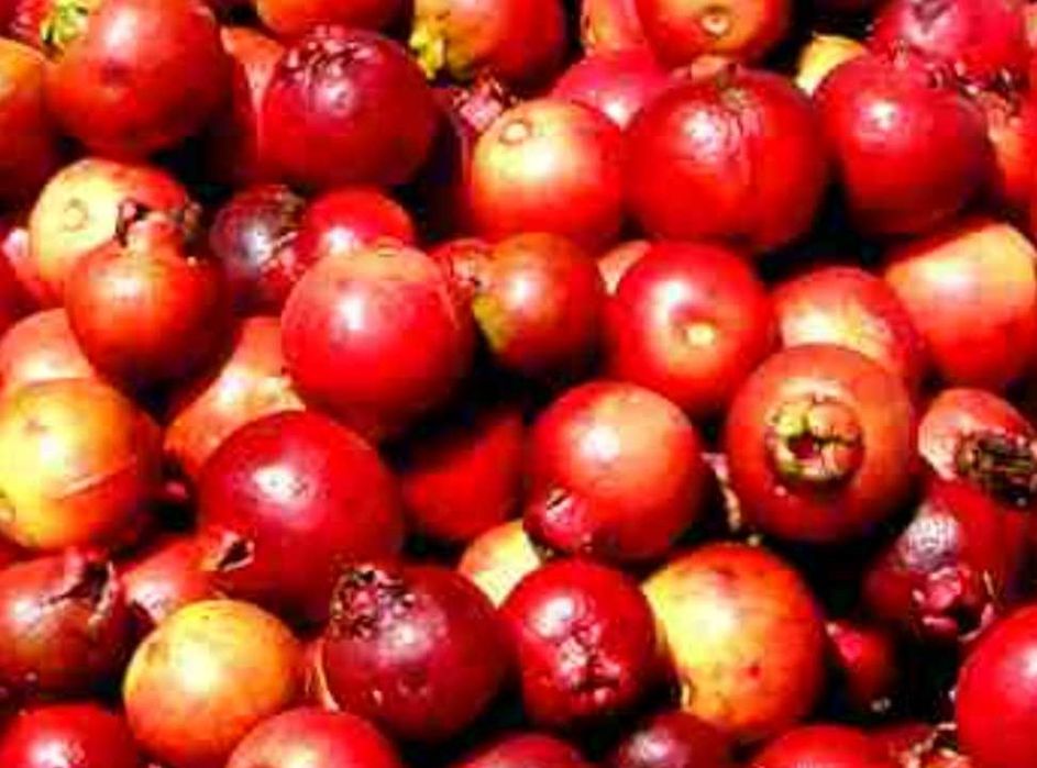 Fruto araçá deliciosos