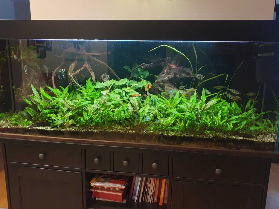 akwarium z pokrywą, komodą i pełnym wyposażeniem, bardzo dobry stan