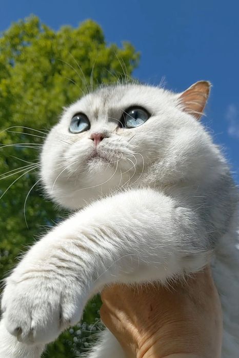 Шиншила серебристый синеглазый