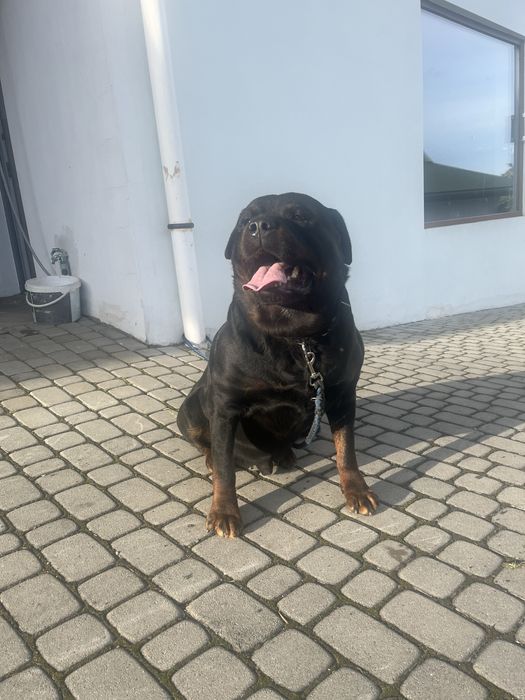 Rotyweiler pies dorosły.