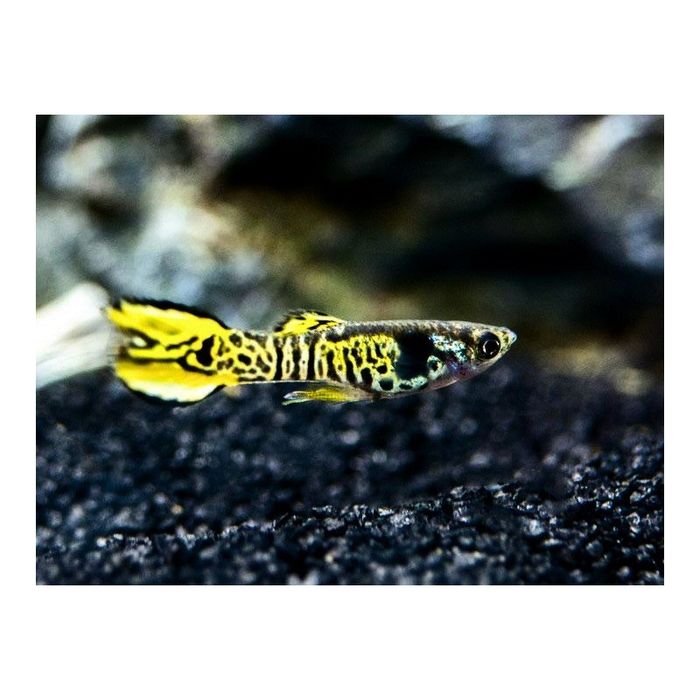 Guppy Endler Tiger
