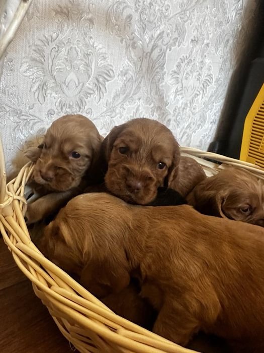 Англійський кокер спаніель