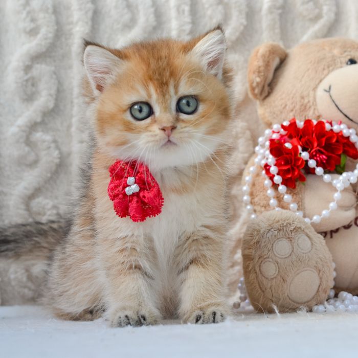 Золота красунечка.