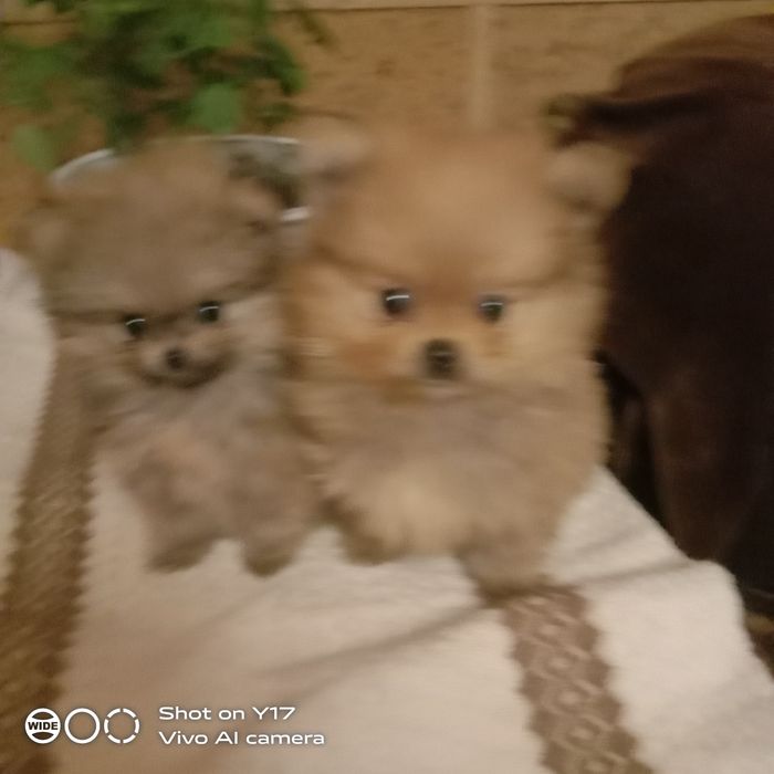 Хлопчики. Померанський шпіц.