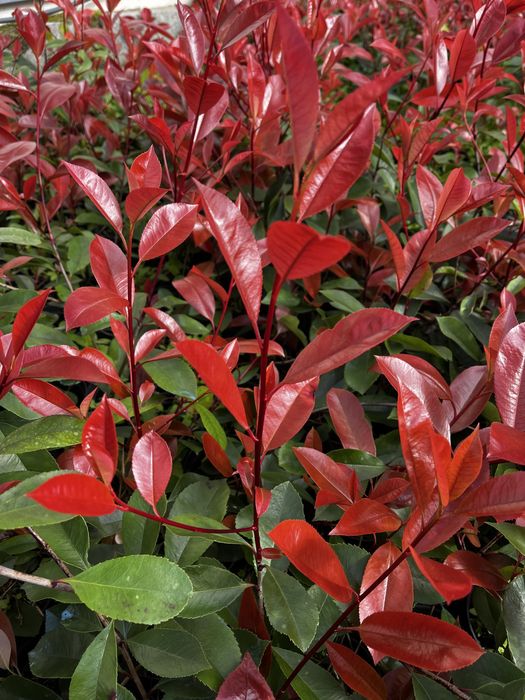 Photinia Red Robin