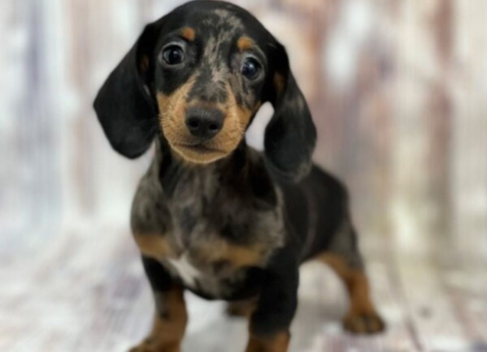 Цуценя — маленьке диво! Любить ігри, обійми і швидко стає частиною сім