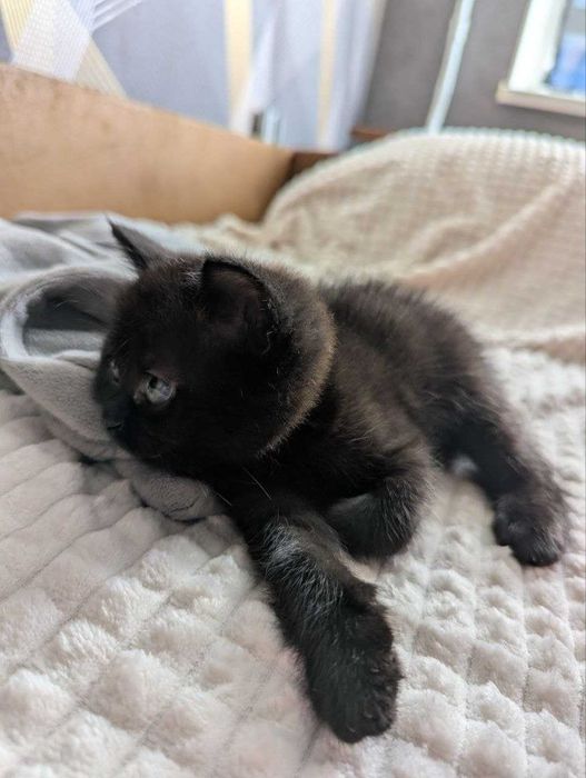Котята приучені до туалету