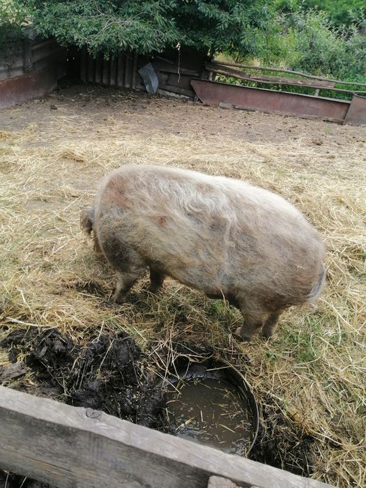 Угорська пухова мангалиця