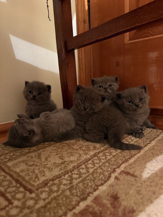 Шотландські висловухі кошенята