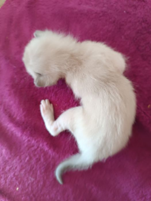 Бурманские котята( бурма), лиловая кошечка