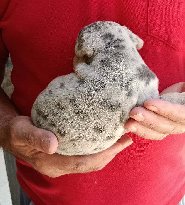 Bulldog francês merle