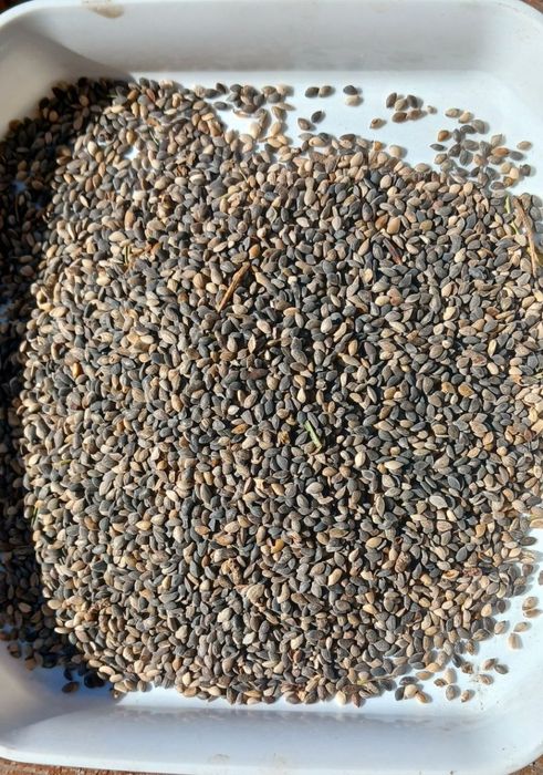 Продам сімена сосни звичайної. Ціна за 1 кг