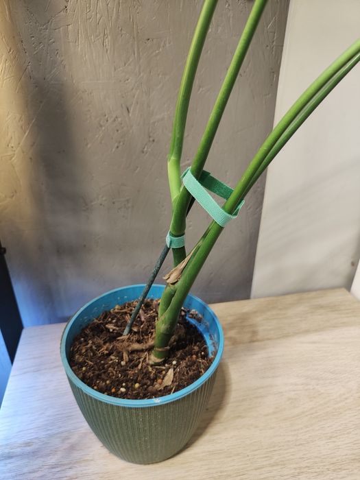 Monstera deliciosa