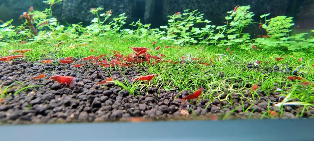 Camarões Neocaridina Red Fire