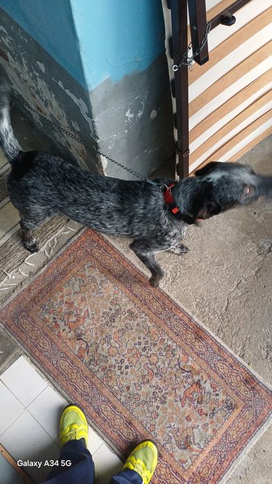 Macho com 9 meses tem chip e registo  120