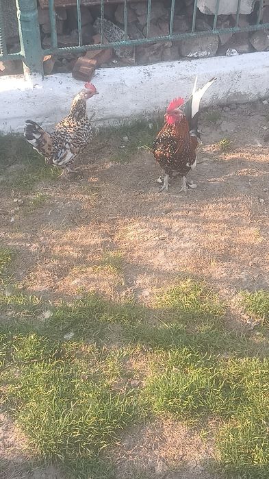 Продам ія,бентамки карликові кури