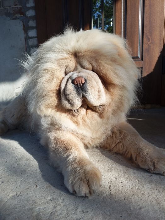 Чау -чау кобель.