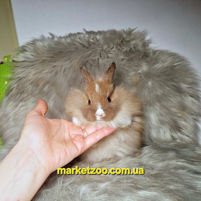 Міні кролики карликові карликовые мини кролики mini ангорські ангорски