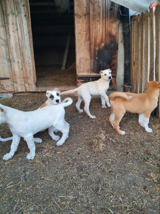 Продам щенки кавказские