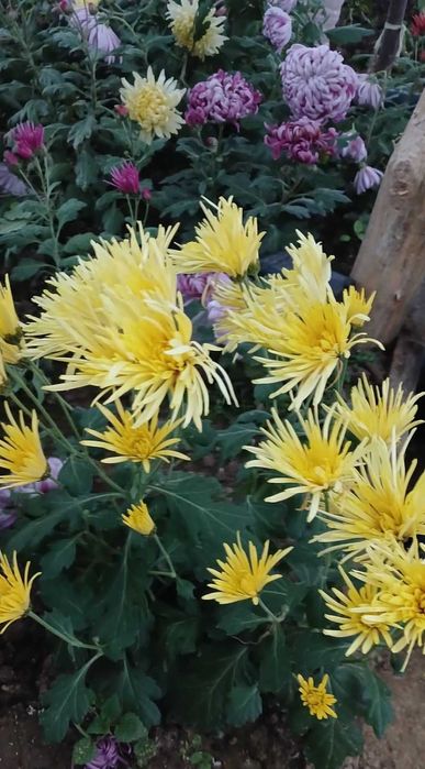 хризантеми одноголові, середньоквіткові та великоквіткові