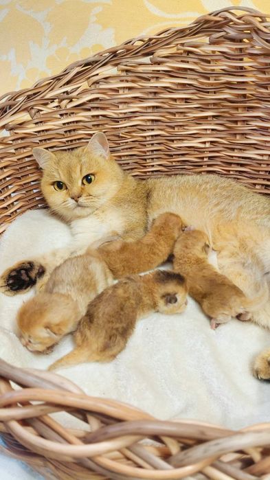 Маленькі котики золота шиншила