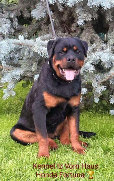 Kennel Iz Vom Haus Honda Fortuna офіційний розплідник.