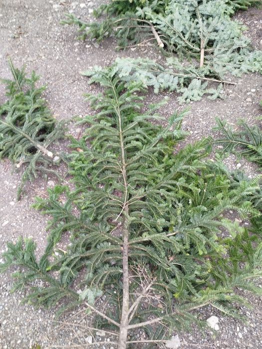 Gałązki 120-180cm z sosny