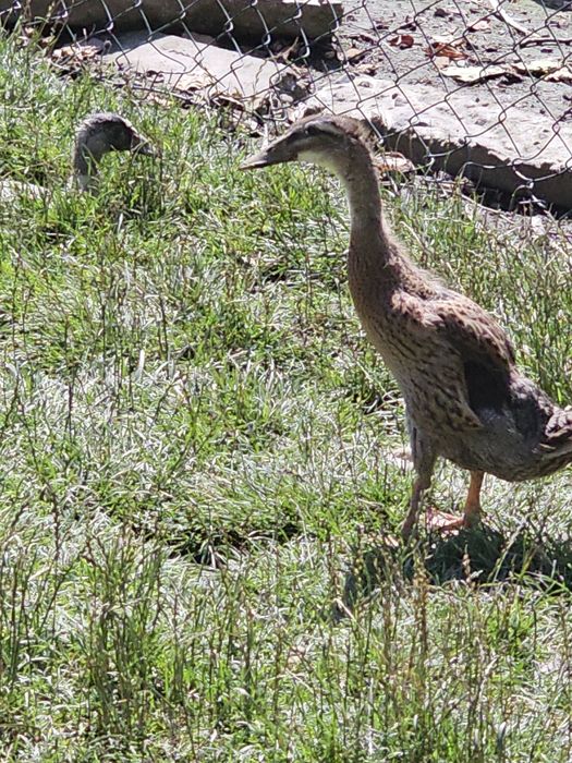 Kaczki biegusy samice i samce