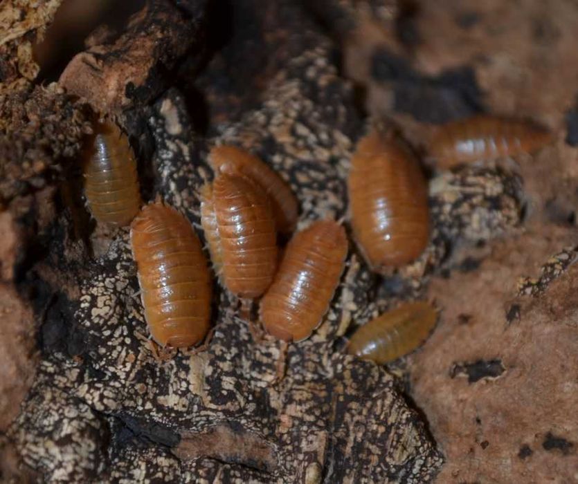 Isopody - nadwyżki hodowlane