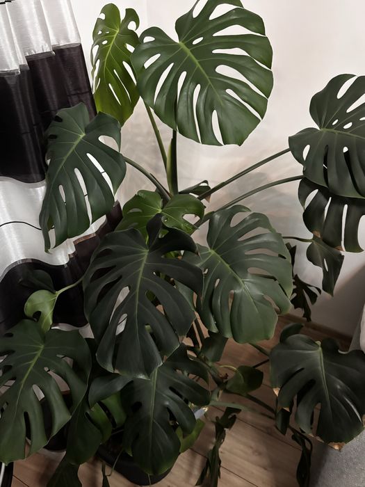 Monstera dziurawa 140cm zadbana