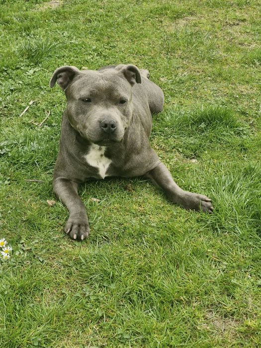 Reproduktor Staffordshire Bull Terriet