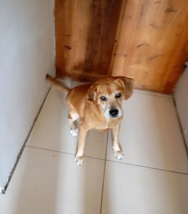 Suczka pilnie potrzebuje domu