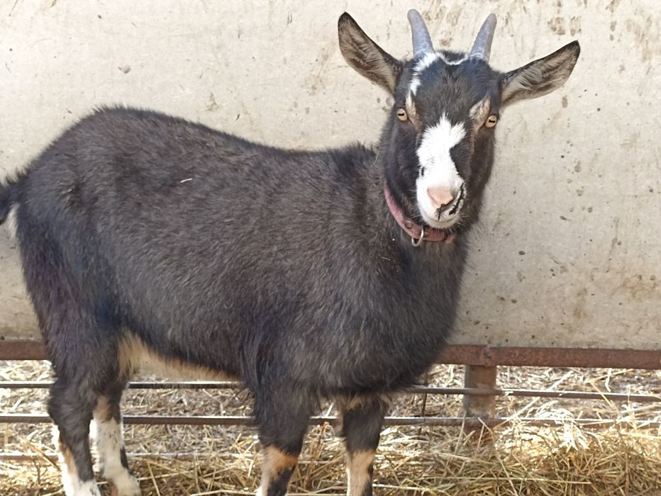 Продам козу. Не на мясо.