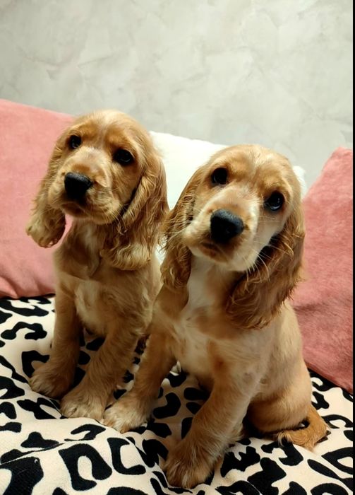 Piękny Cocker spaniel angielski  złoty biszkoptowy