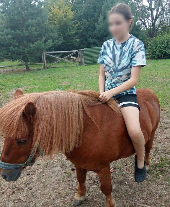 Sprzedam kuca ogierka