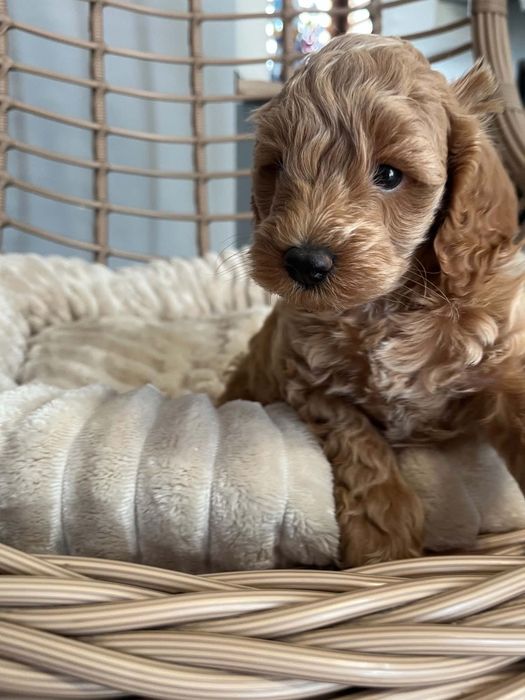 Sprzedam pieska maltipoo