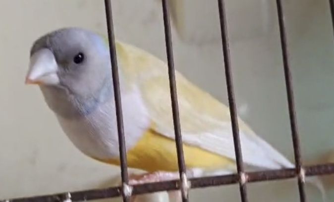 Últimos machos Diamantes de gold