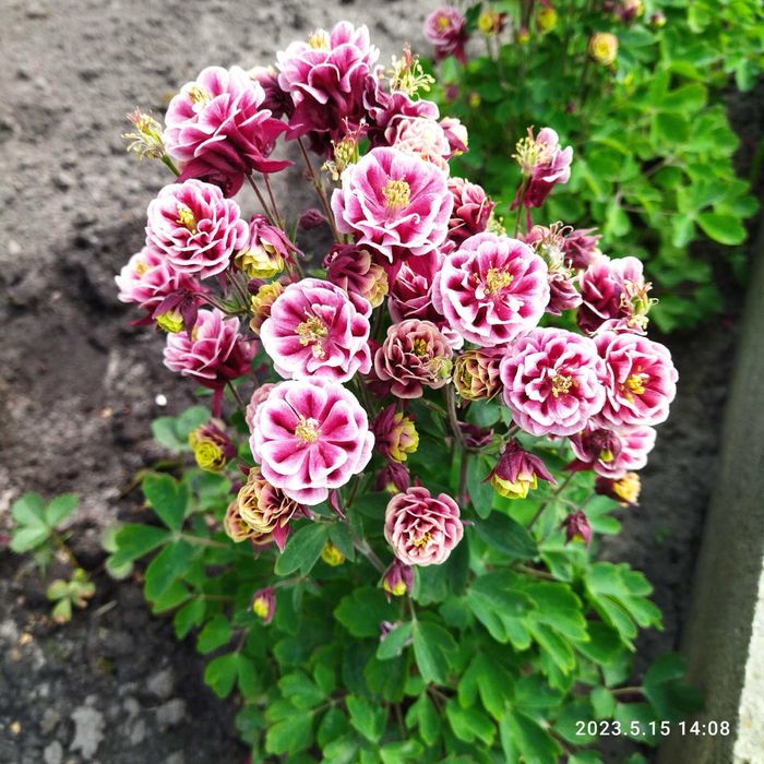 Нібір садових невибаглових рослин