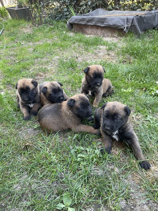 Цуценята Бельгійської-вівчарки Малінуа