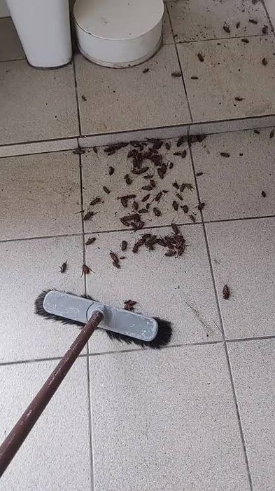 Controle de Pragas: Percevejos de Cama