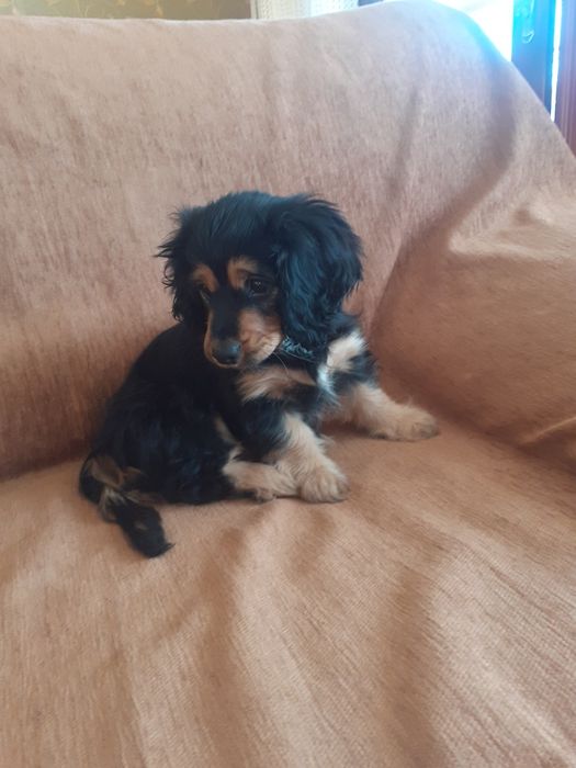 Песик 3 місяці дівч