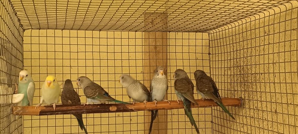 Periquitos asas negras azuis