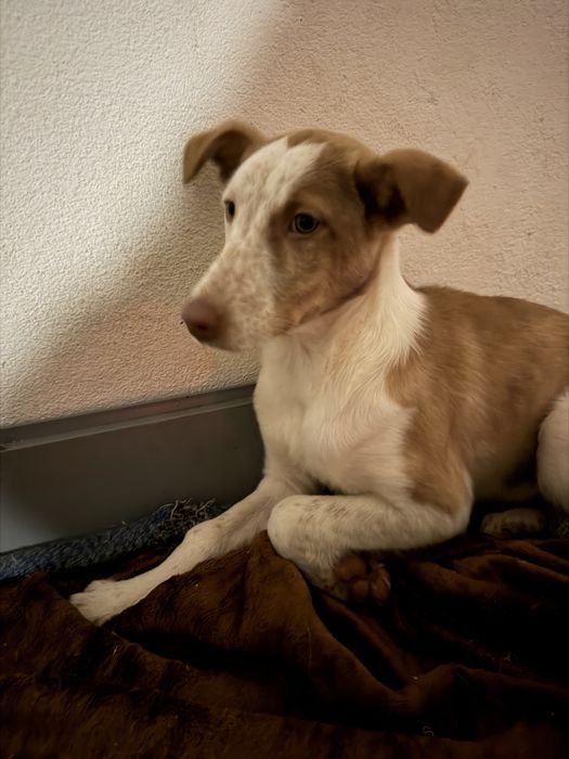 Para Adoção – Maya, 6 meses