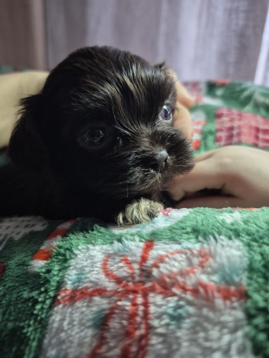 Fido mini chlopczyk Shih Tzu unikatowy maluch/ domowa hodowla