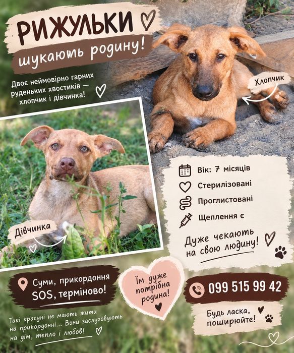 SOS Суми, хлопці та дівчата( стерілізовані) шукають дім, Віддамо лише в перевірені ручки