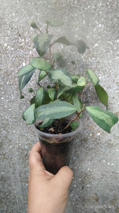 Фікус діверсіфолія