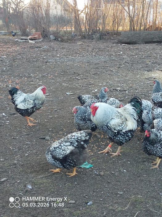 Jaja lęgowe wyandotee