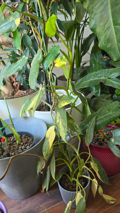 philodendron buono Philodendron 'Jose Buono Fiesta' main image 0