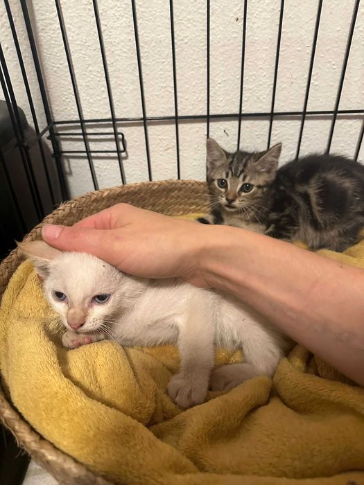 Gatinhos com 2 meses para adoção responsável em Gondomar