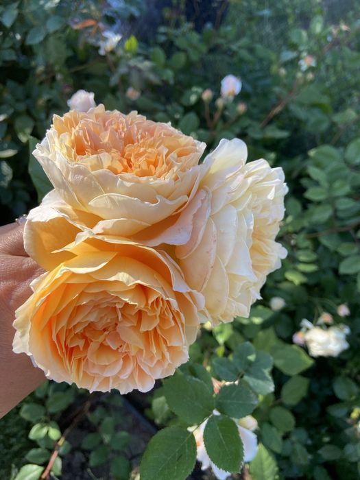 РОЗЫ РОЗЫ - продаю саженцы роз; розы  корнесобственные !